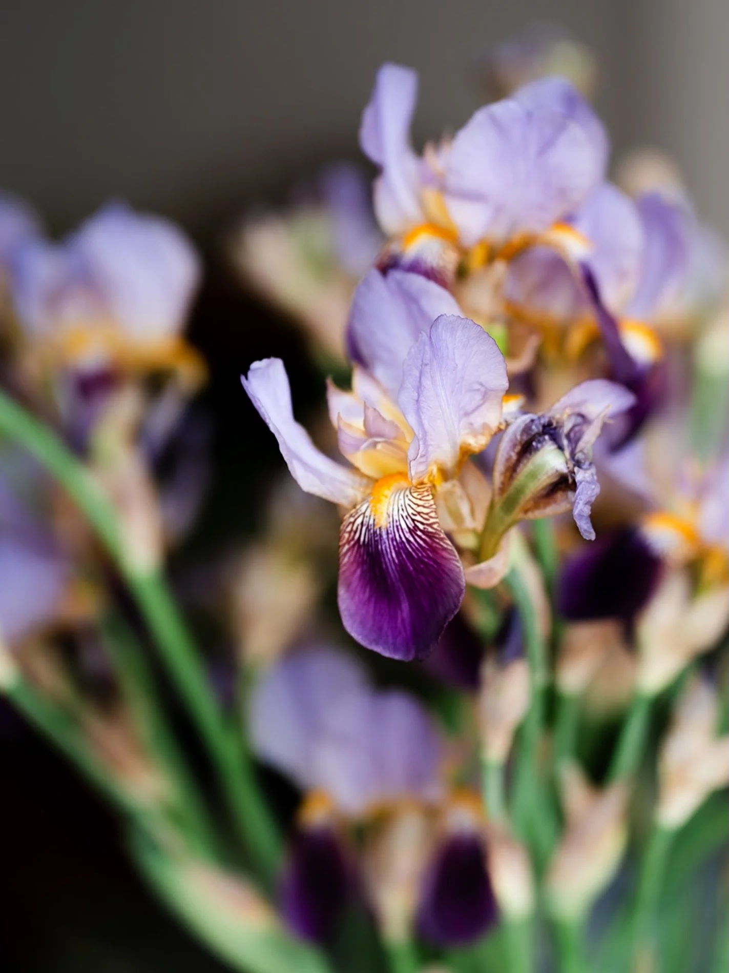 Why Hello April!

We&rsquo;re so excited about what April has in store. Here&rsquo;s a look at what&rsquo;s coming up at the flower school this month.

1st
Living Wreath Workshop
Using nature as our inspiration, you&rsquo;ll create a beautiful &lsquo