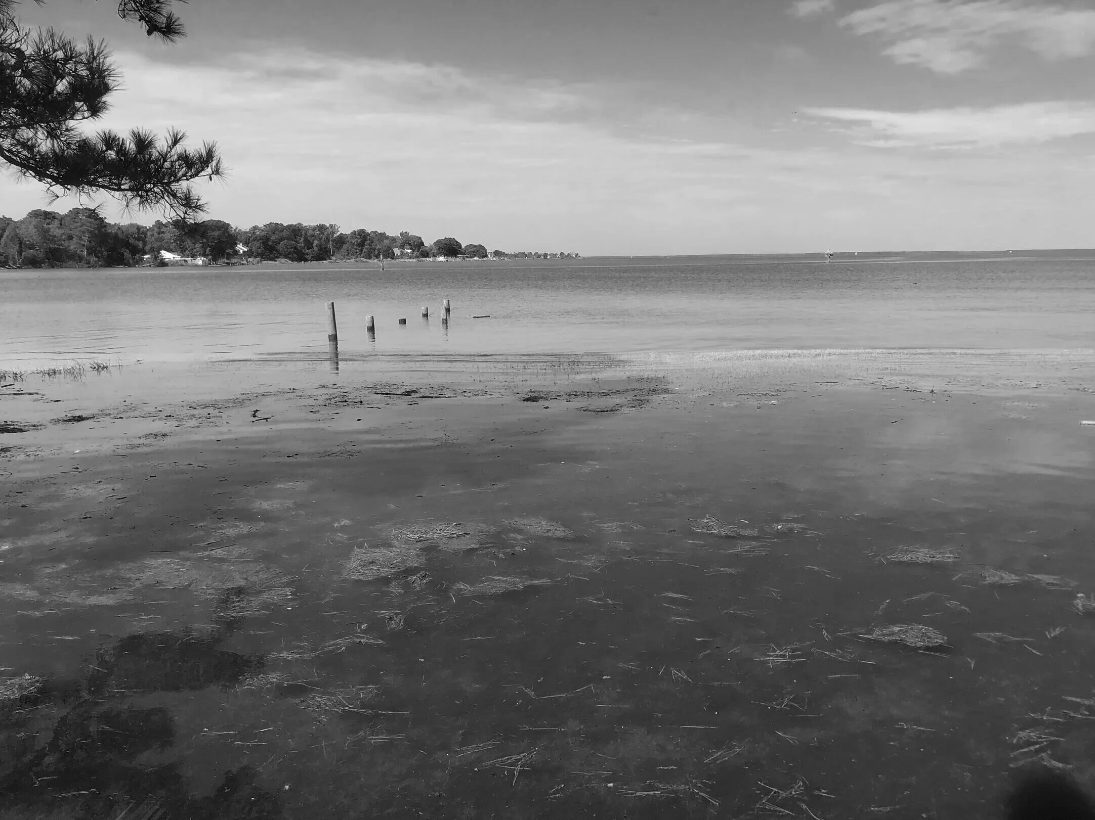 The Rise and Fall of the Chesapeake Bay