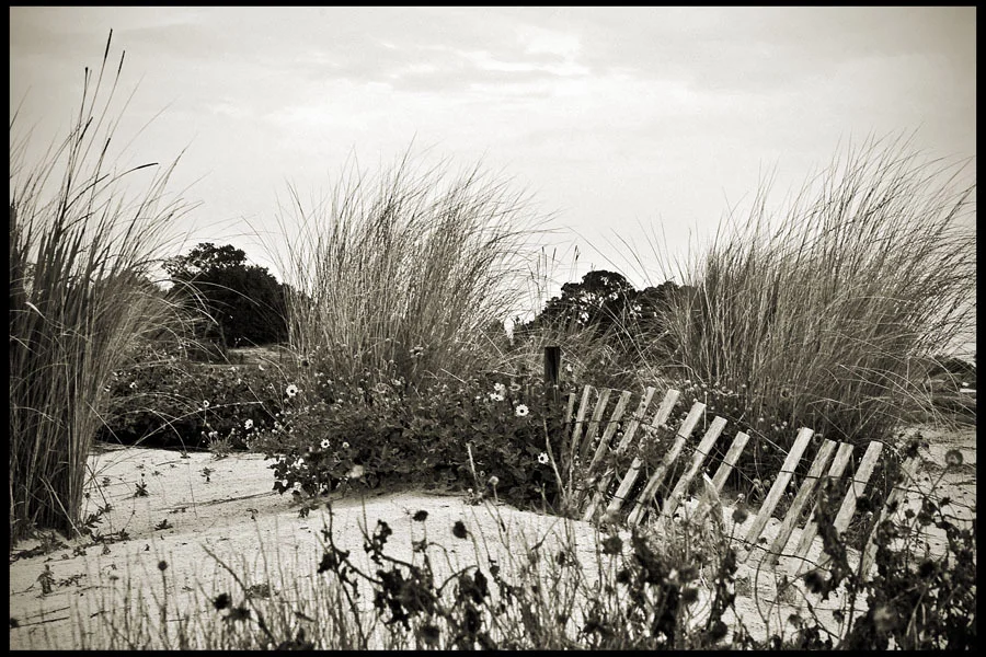Sea Island Dunes