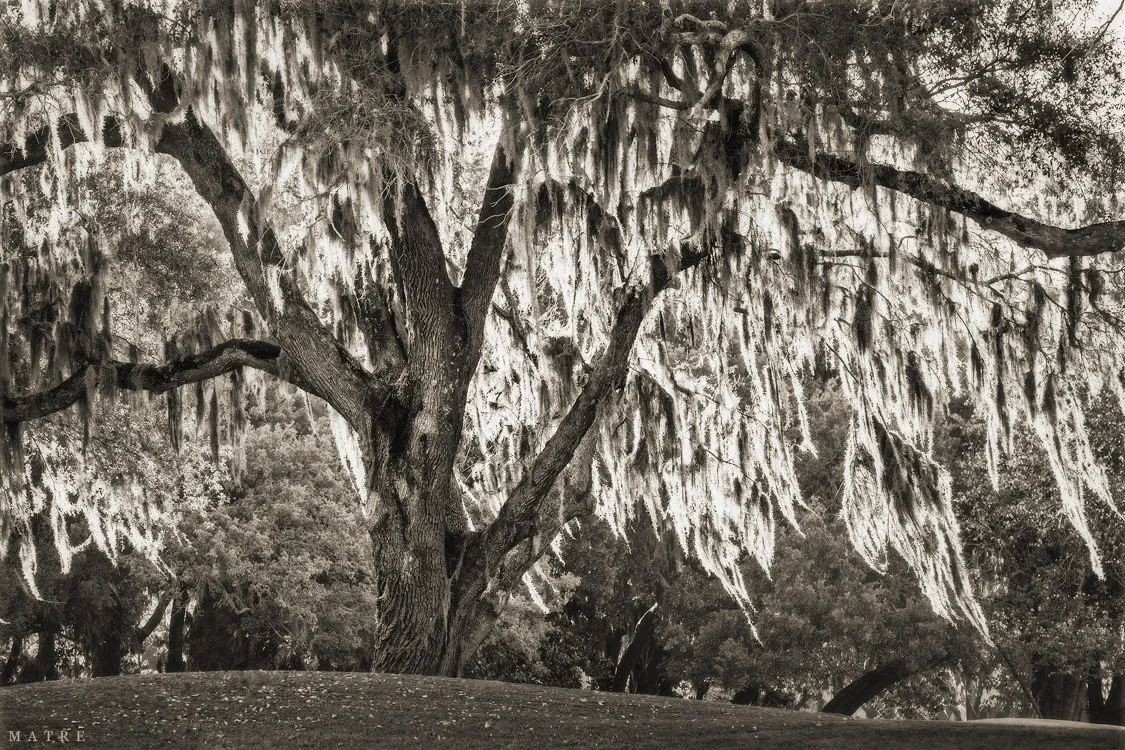 Golden Oak | Coastal Georgia