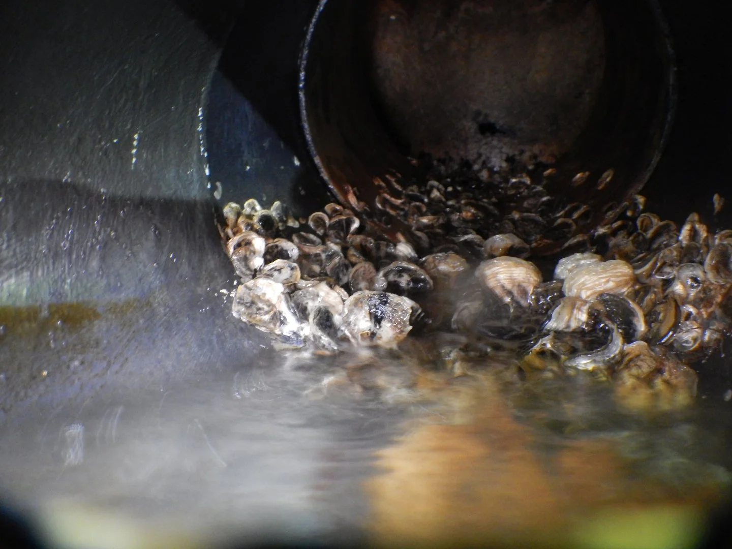 Oysters inside exhaust