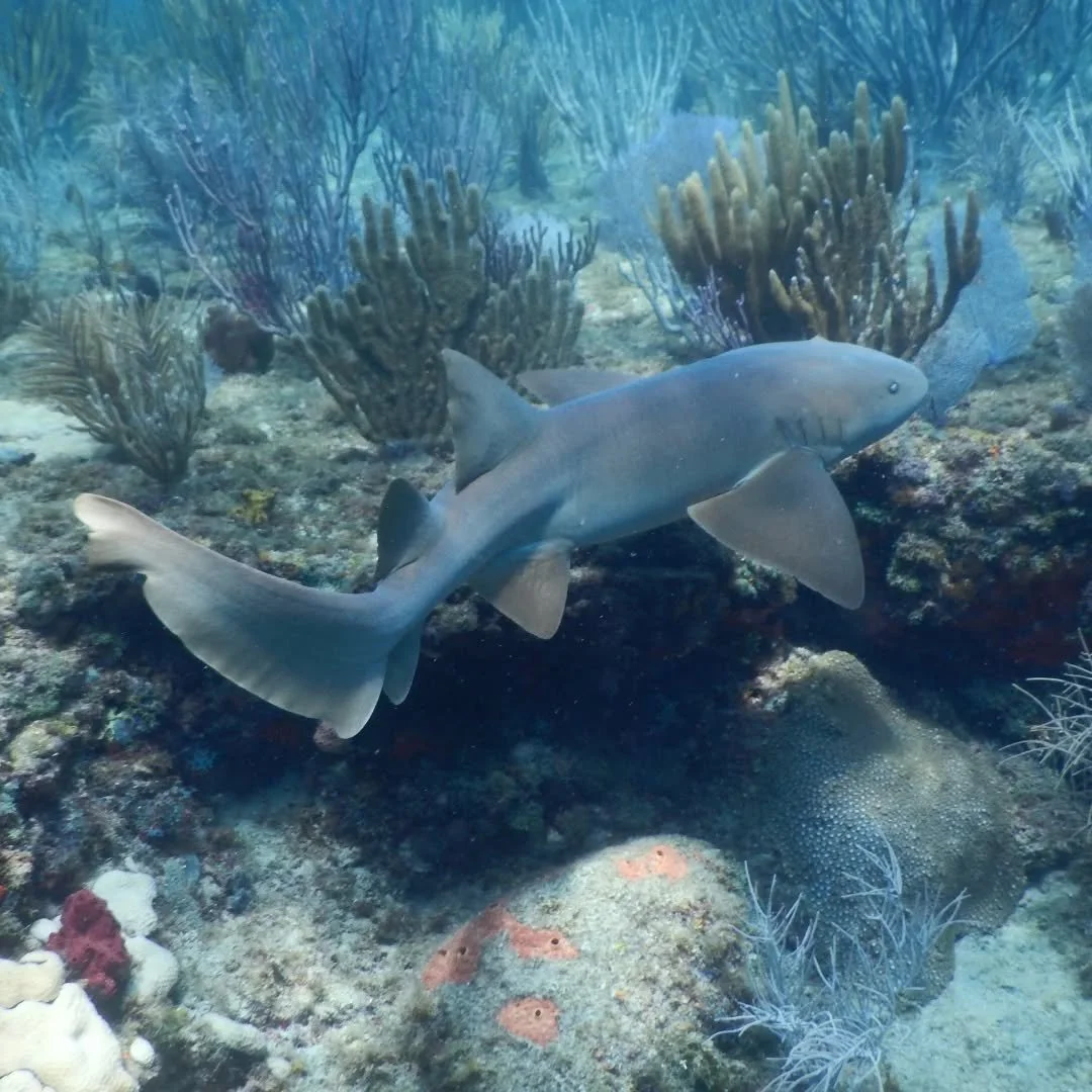 Somedays we get out from under the boats and enjoy some recreational diving. This Nurse shark spotted offshore in Pompano Beach. Beautiful and super friendly! 🦈