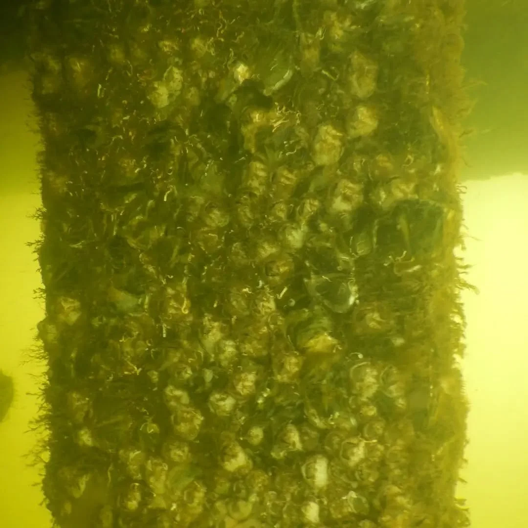 We have seen an incredible amount of oysters and barnacles this past month. Both of these boats are kept on a monthly schedule.
In June we had a storm that dropped 10 inches of water. The inland freshwater locks were released and inundated the can