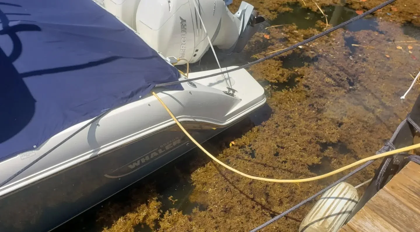 🍂🚤🍂 Every year the sargasm seaweed travels up the Atlantic covering beaches and canals. We had the pleasure of diving in about 2 foot thick layer of it while cleaning this 32 Boston Whaler.