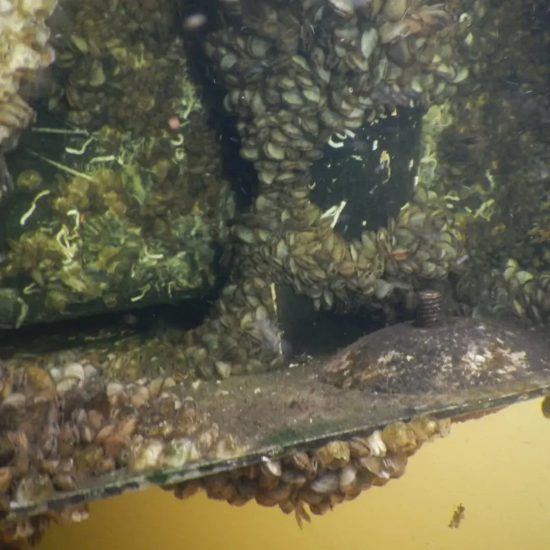 🚤 🐚 🦪 Before and after of heavy growth on a 25 Sportsman. Mostly mussels and barnacles with a few oysters.
