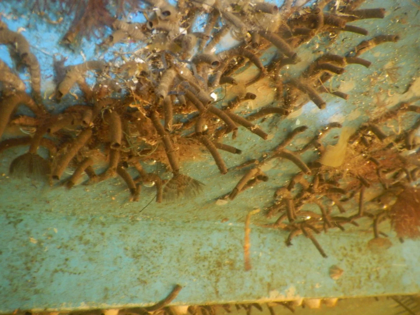 Soft tube worms on hull