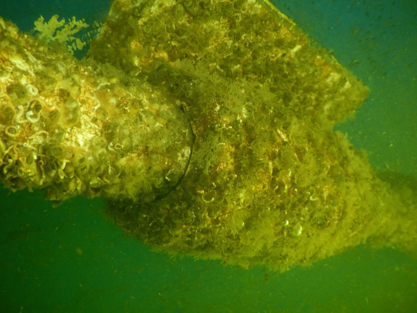 Shaft strut covered in hard and soft growth