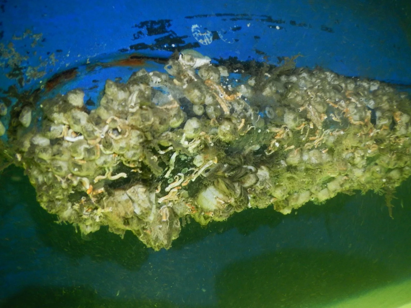 Transducer covered in barnacles