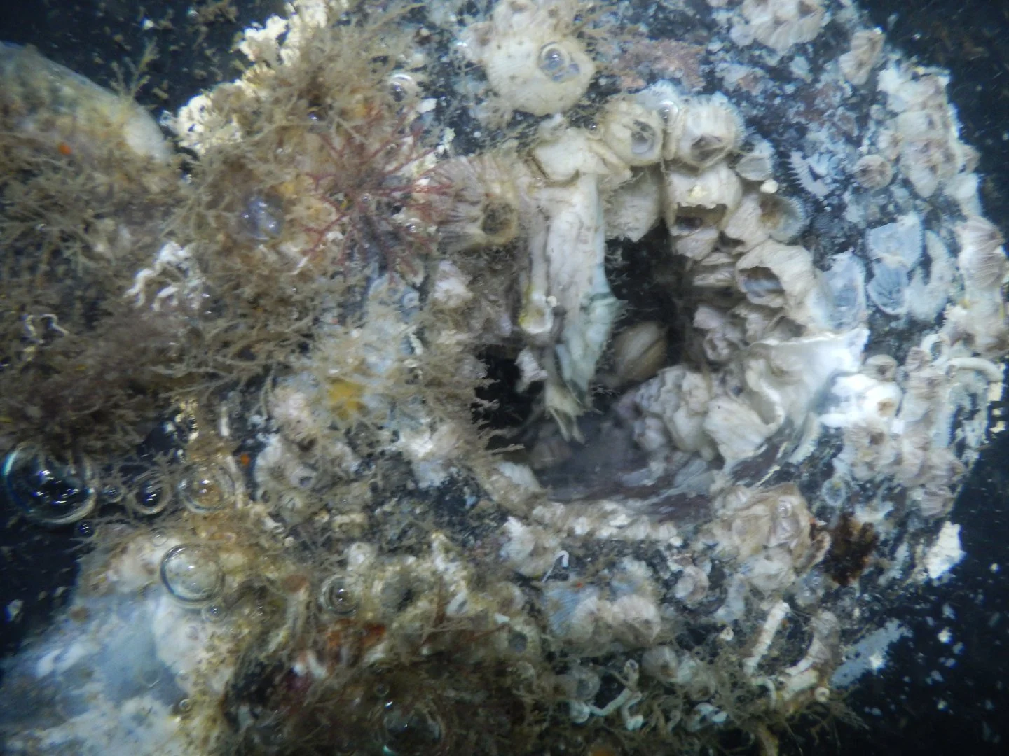 Through hull packed with barnacles