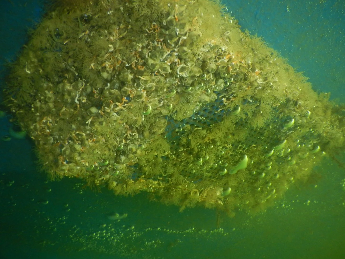 Engine intake strainer covered in hard tube worms