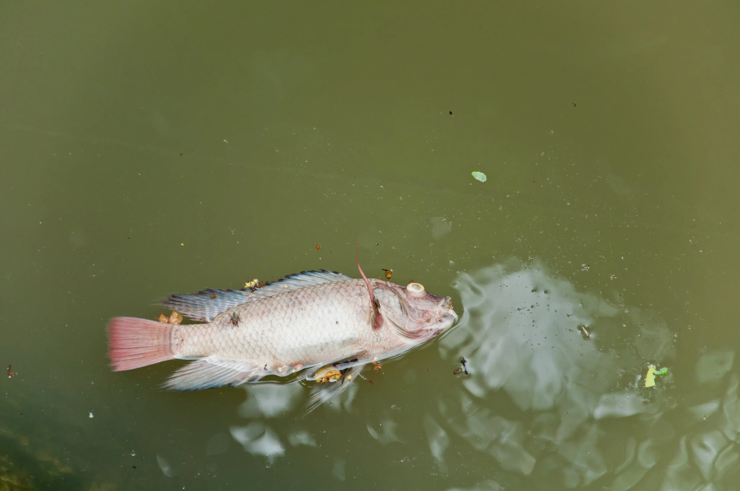 shutterstock_121053760.jpg