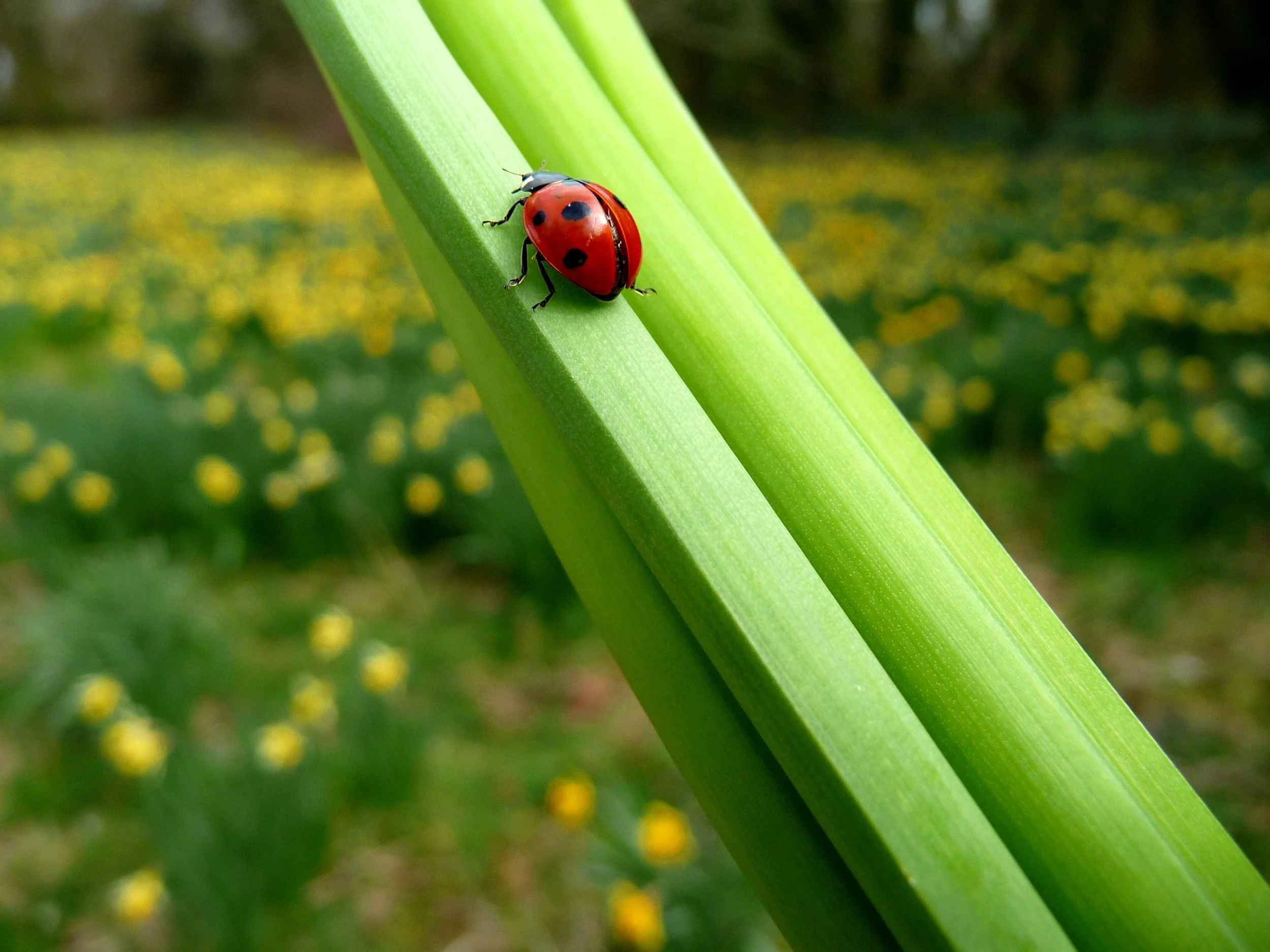 Ladybird in April.jpg