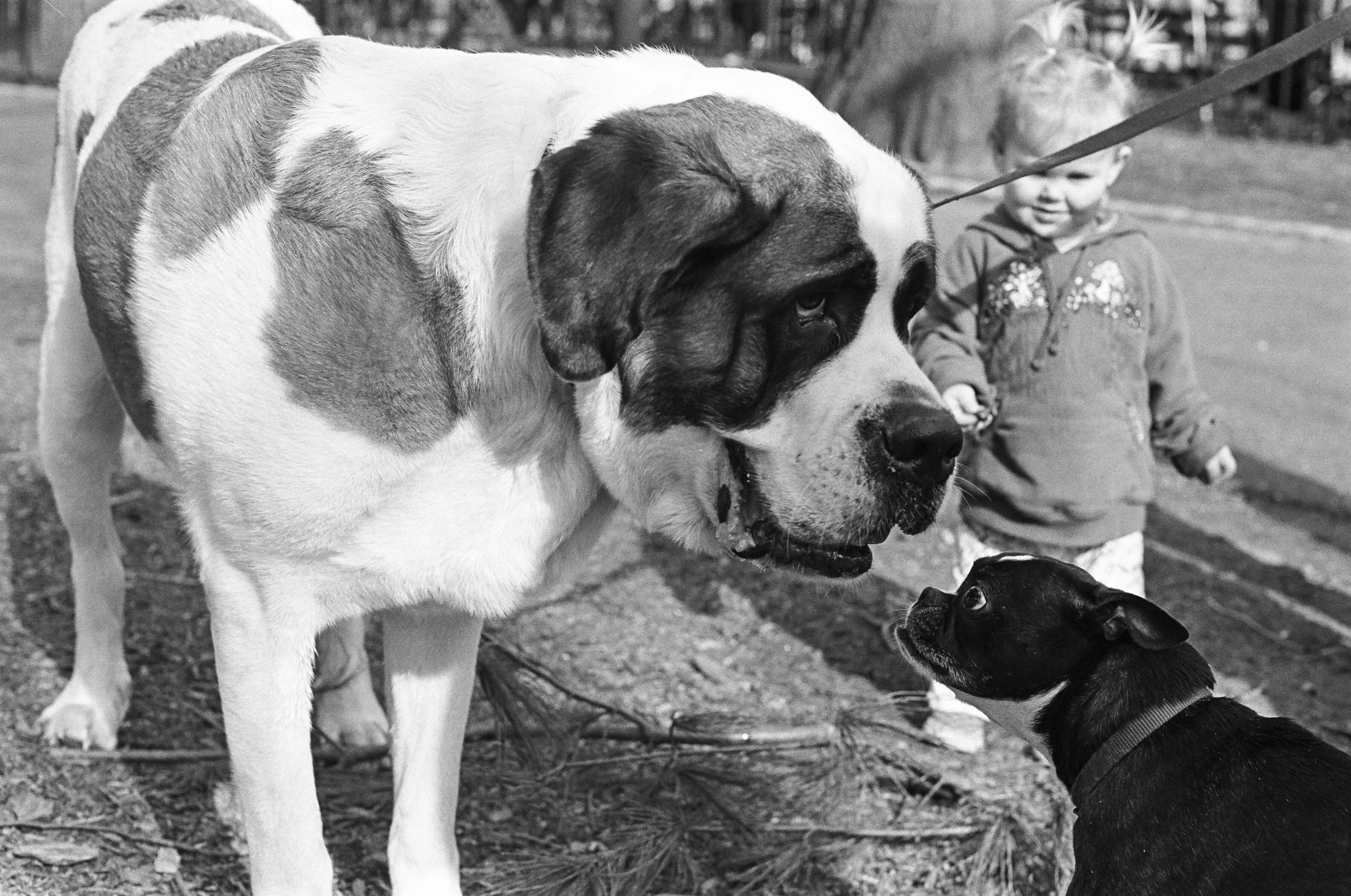 dogs_andsisi!.jpg