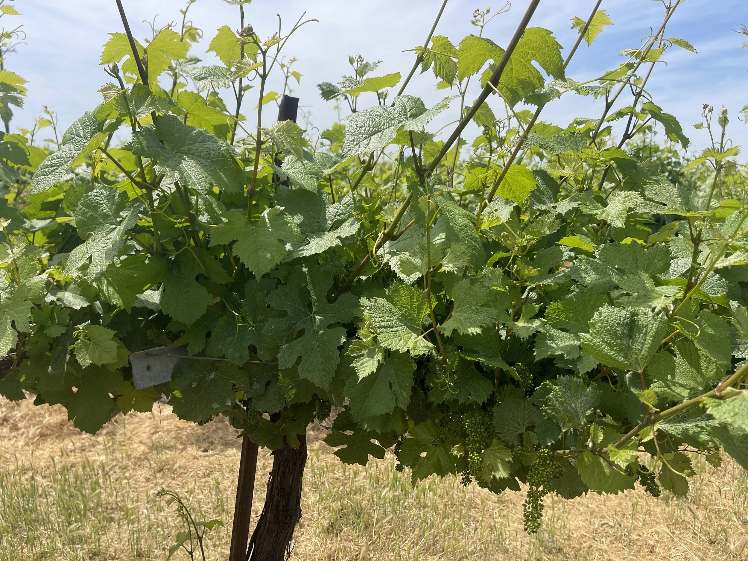 Photo of grape plant canopy. Mix of distorted larger and smaller leaves.