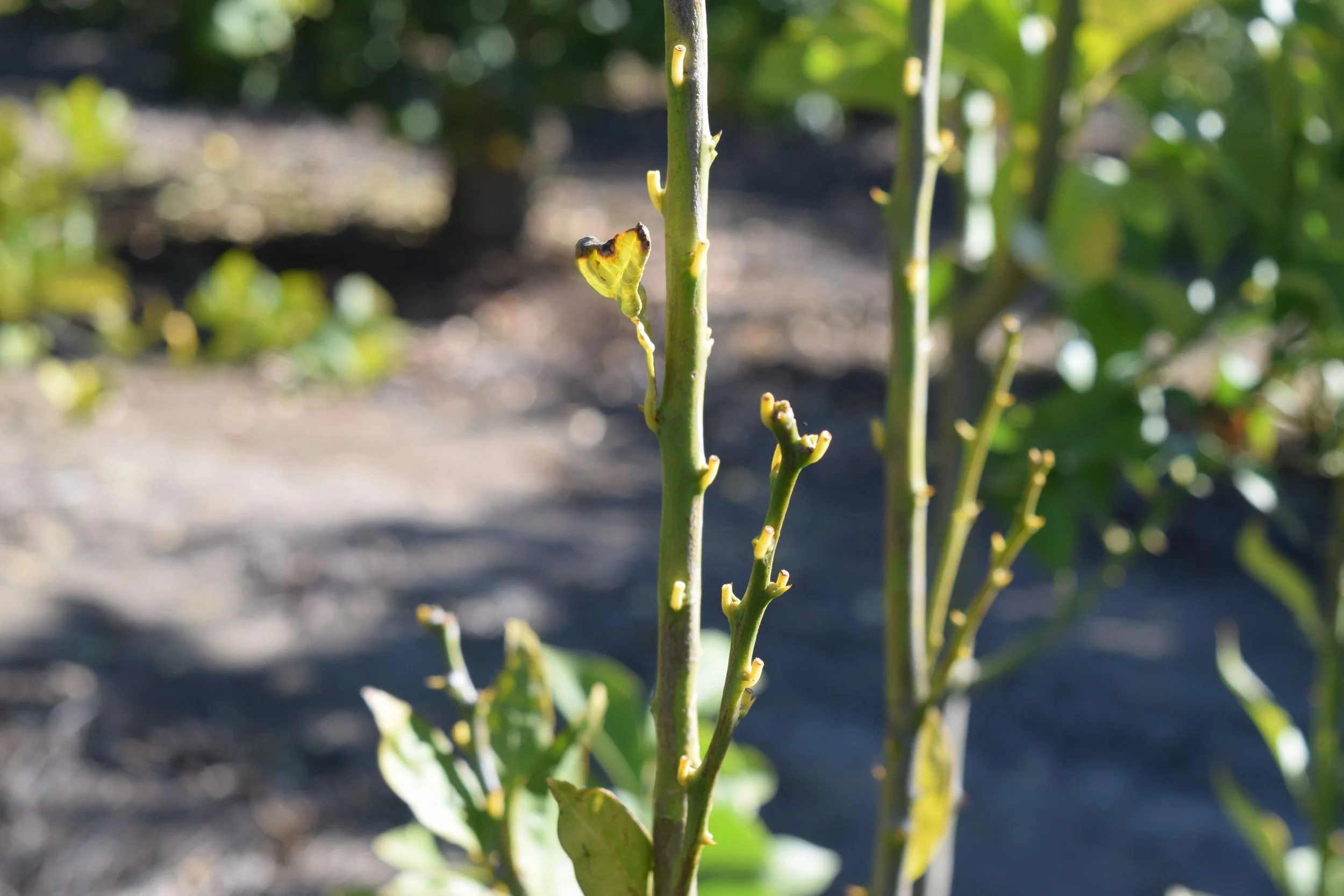 Most of background out of focus. Foreground was stems with most of leaf missing other than petiole. A small leaf still present but small, yellow, and with heavy edge burn or lesion.