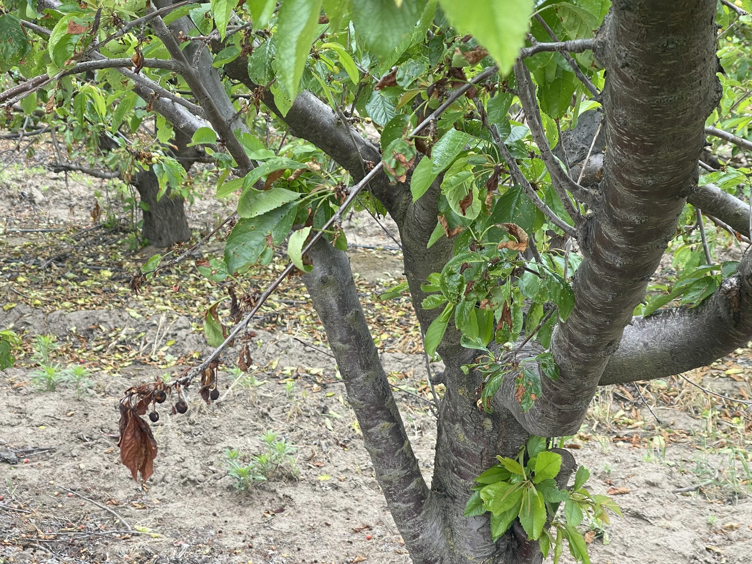Scafold of cherry tree with branches. Leaves show tip burning.