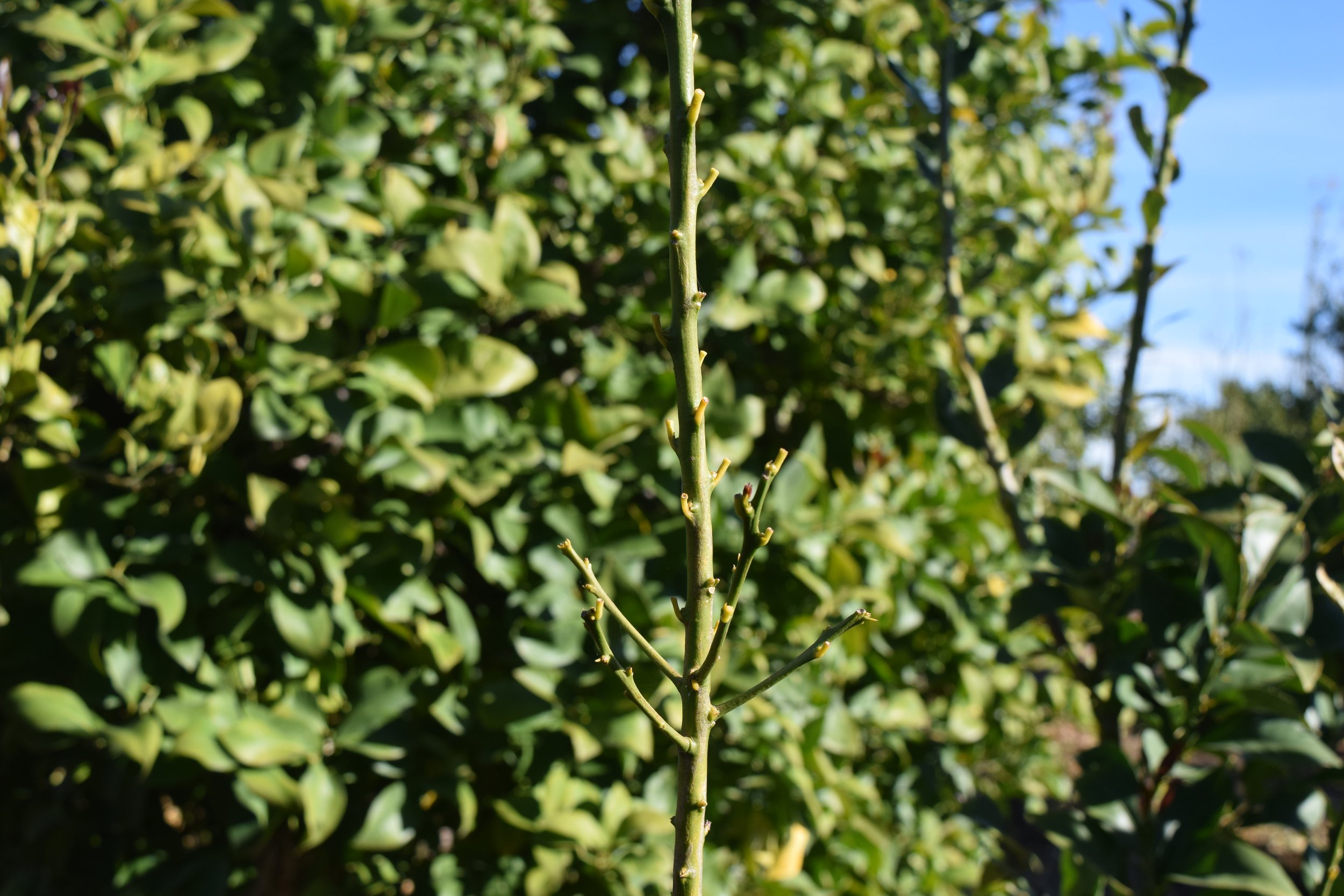 Photo of lemon stem. Background has out of focus canopy with full leaves. Foreground in focus with stem. Leaves at nodes gone with only  petiole still attached to stem..