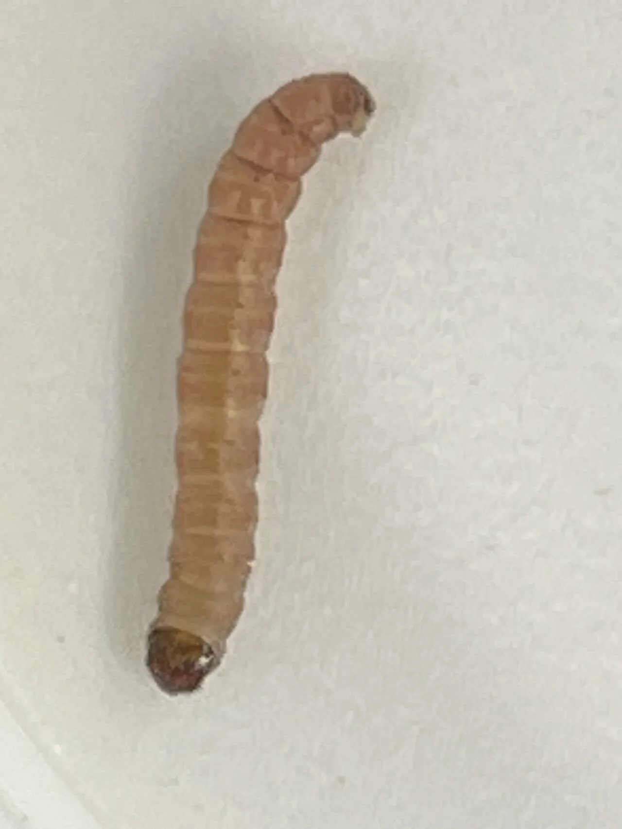 Image of larvae on white background