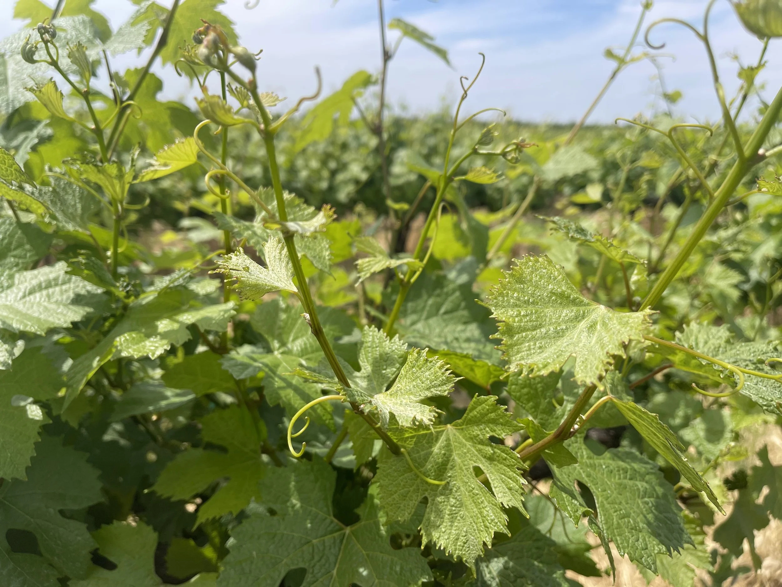 Photo of grape plant. Includes expanded leafes in background and in foreground has shots with distorted leaves.