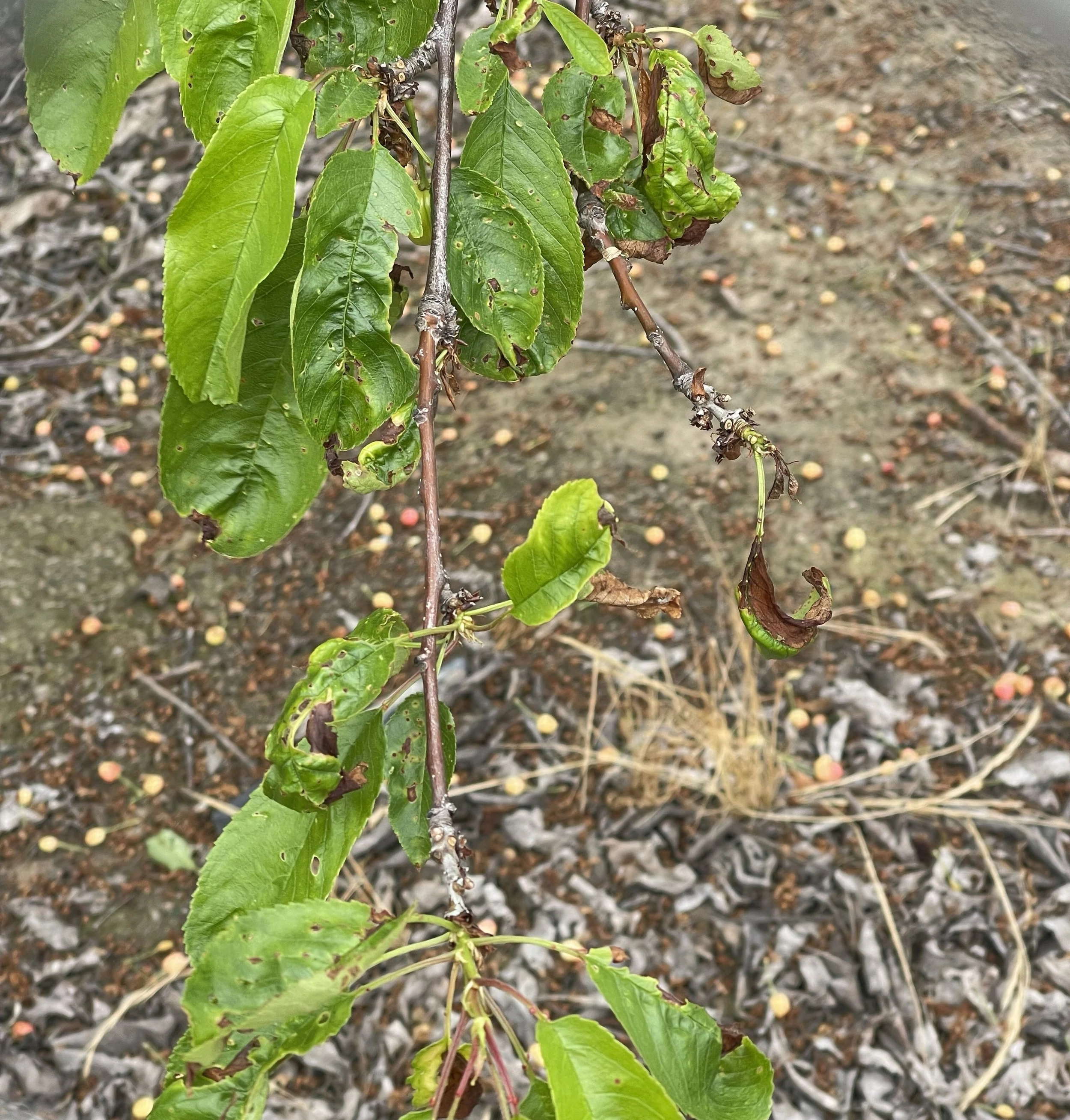 Cherry branch with necrotic leaves with holes and some tip or edge burn.