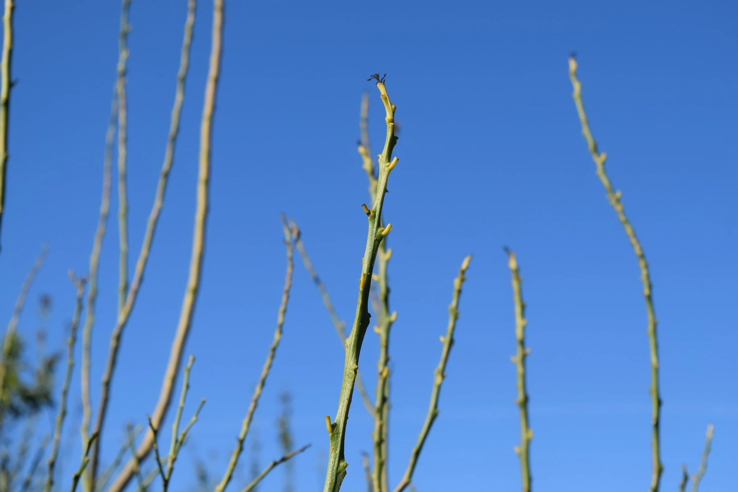 Foreground and background has stems with most leaves missing other than petiole.
