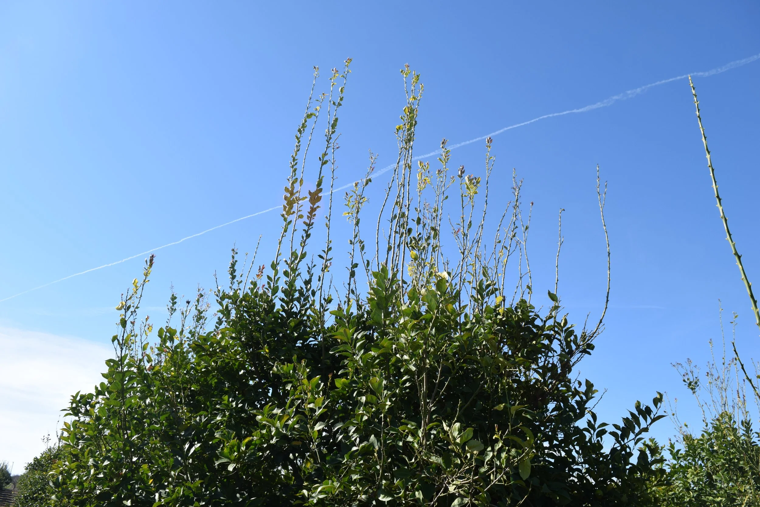 Photo of upper half of lemon tree canopy. Middle canopy look fine with green leaves. Upper has bare stems with small to minimal leaves present.