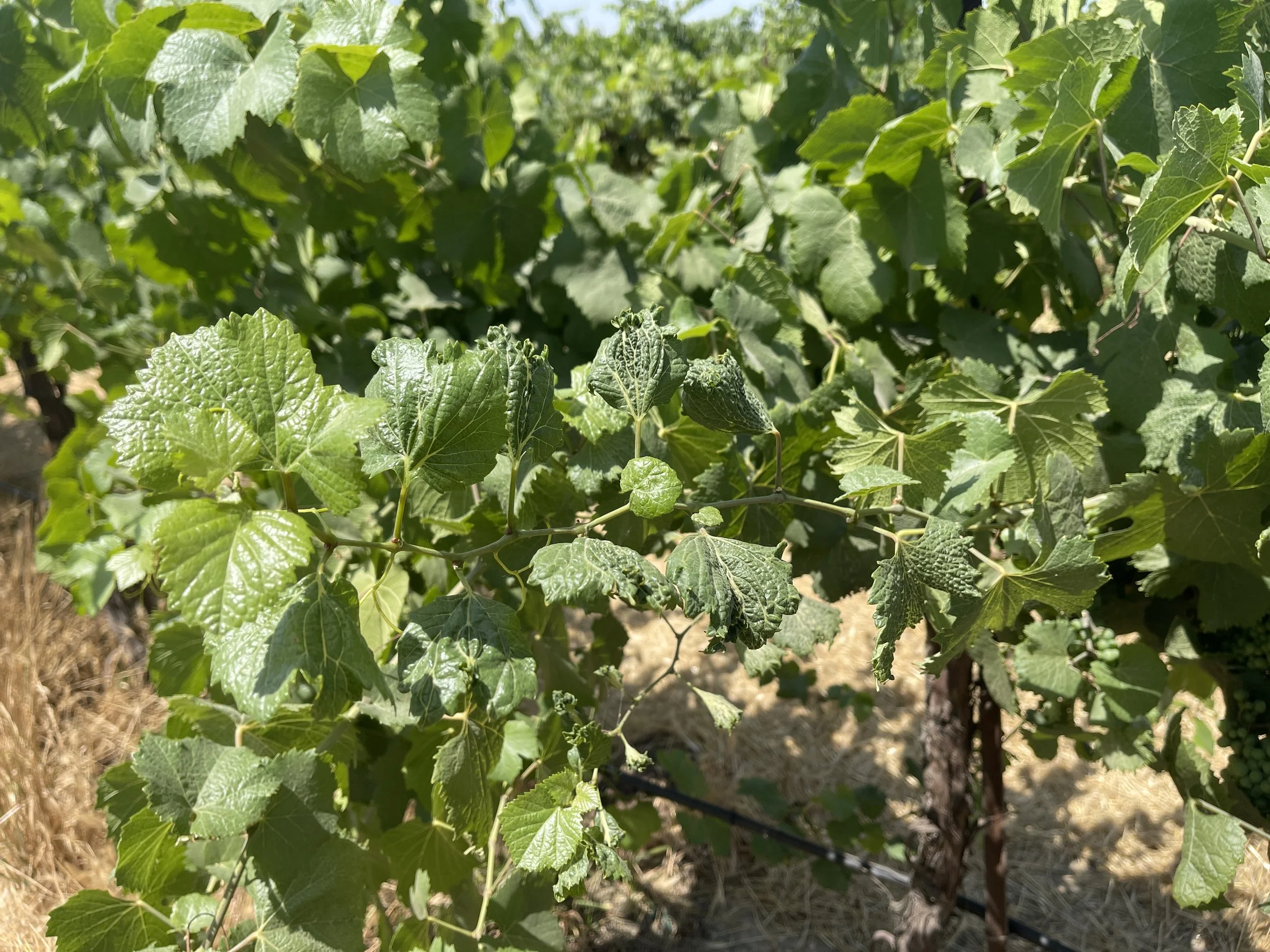 Grape plant with mix of normal looking grape leaves and distorted leaves.