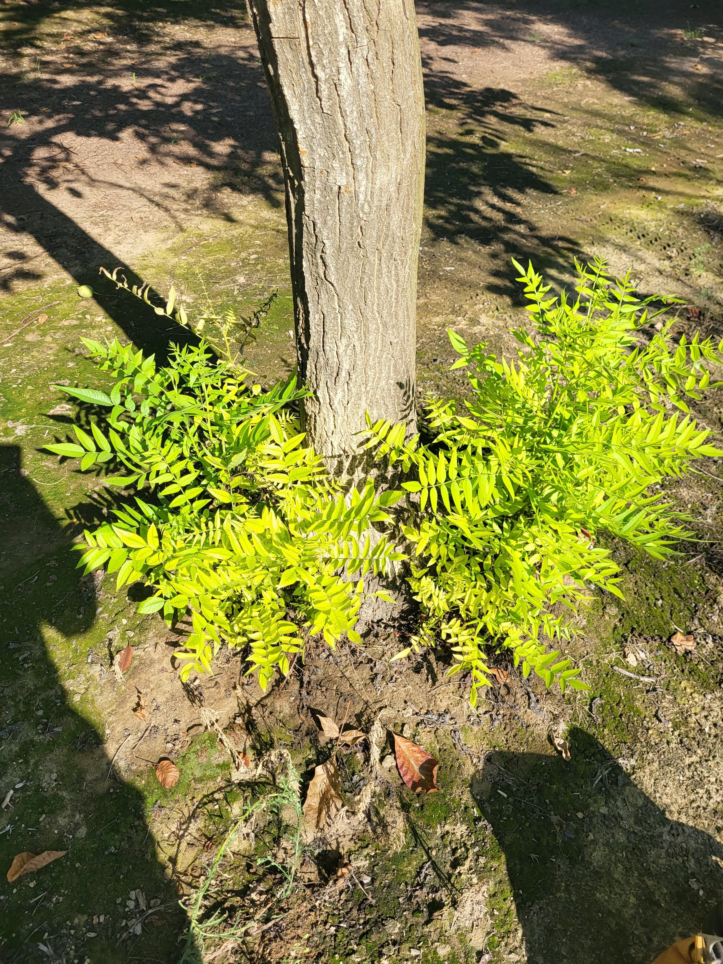 Base of walnut tree looking at crown. several suckers growing below graft union.