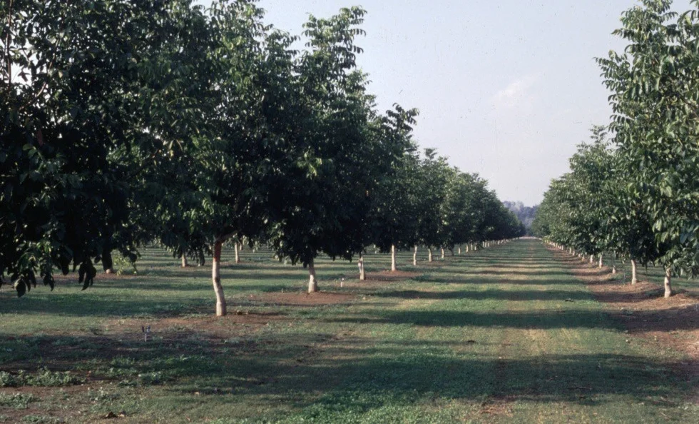 Walnut Orchard Planting