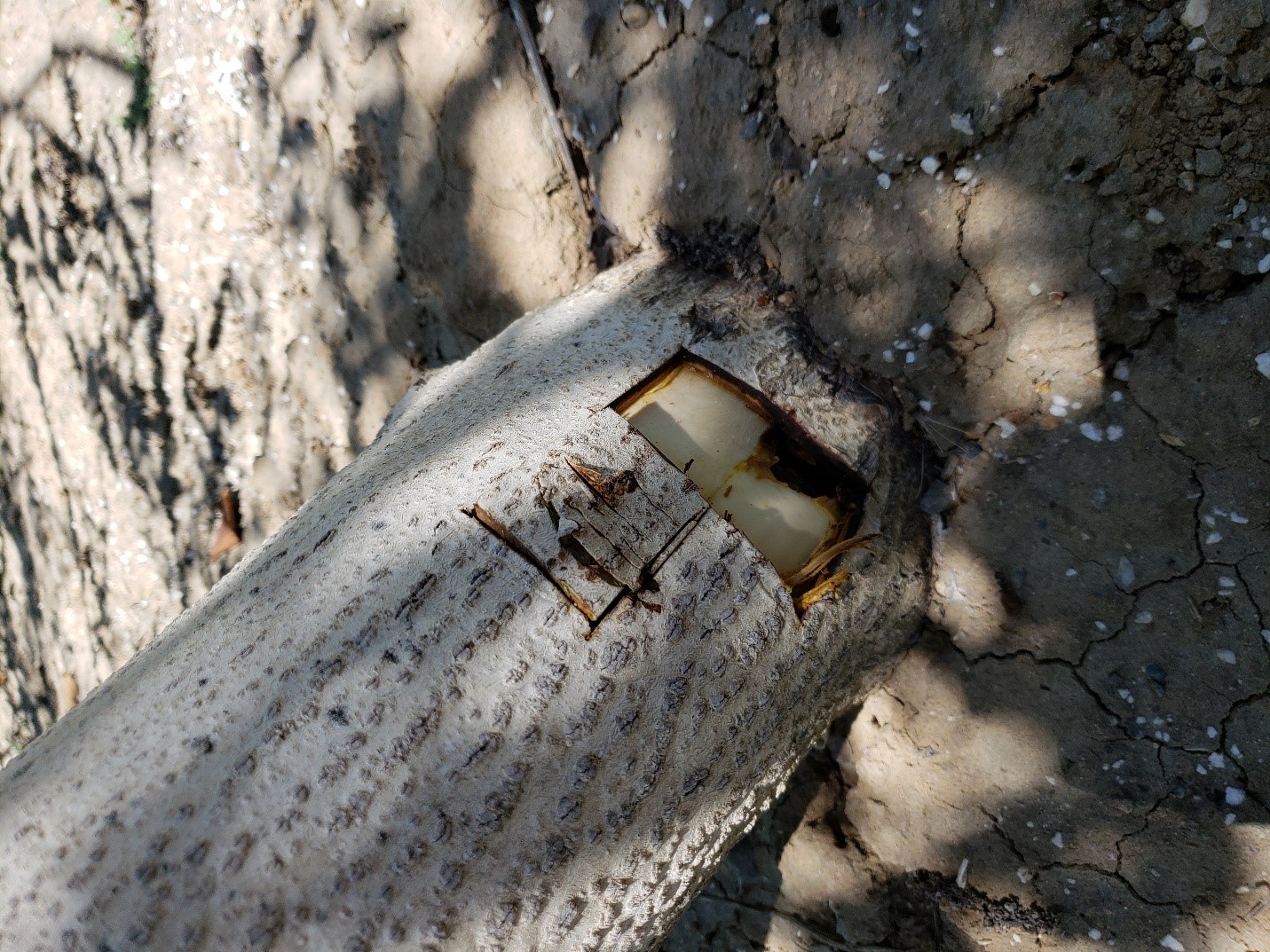 Declining walnuts, what’s the deal?