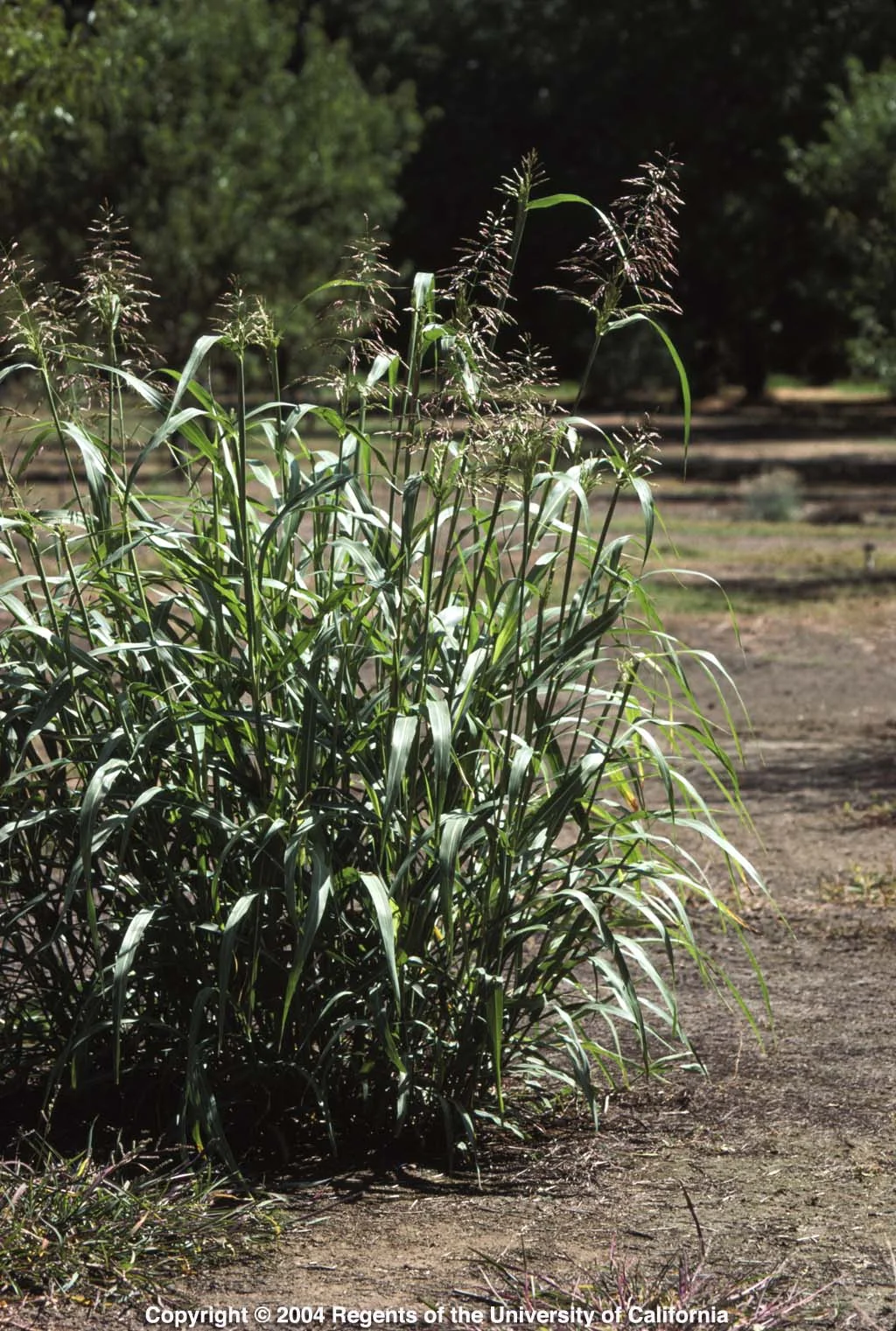 Planning for your summer tree nut weed control