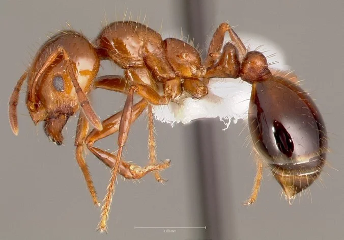 Red Imported Fire Ants in Merced and Stanislaus County Almond Orchards