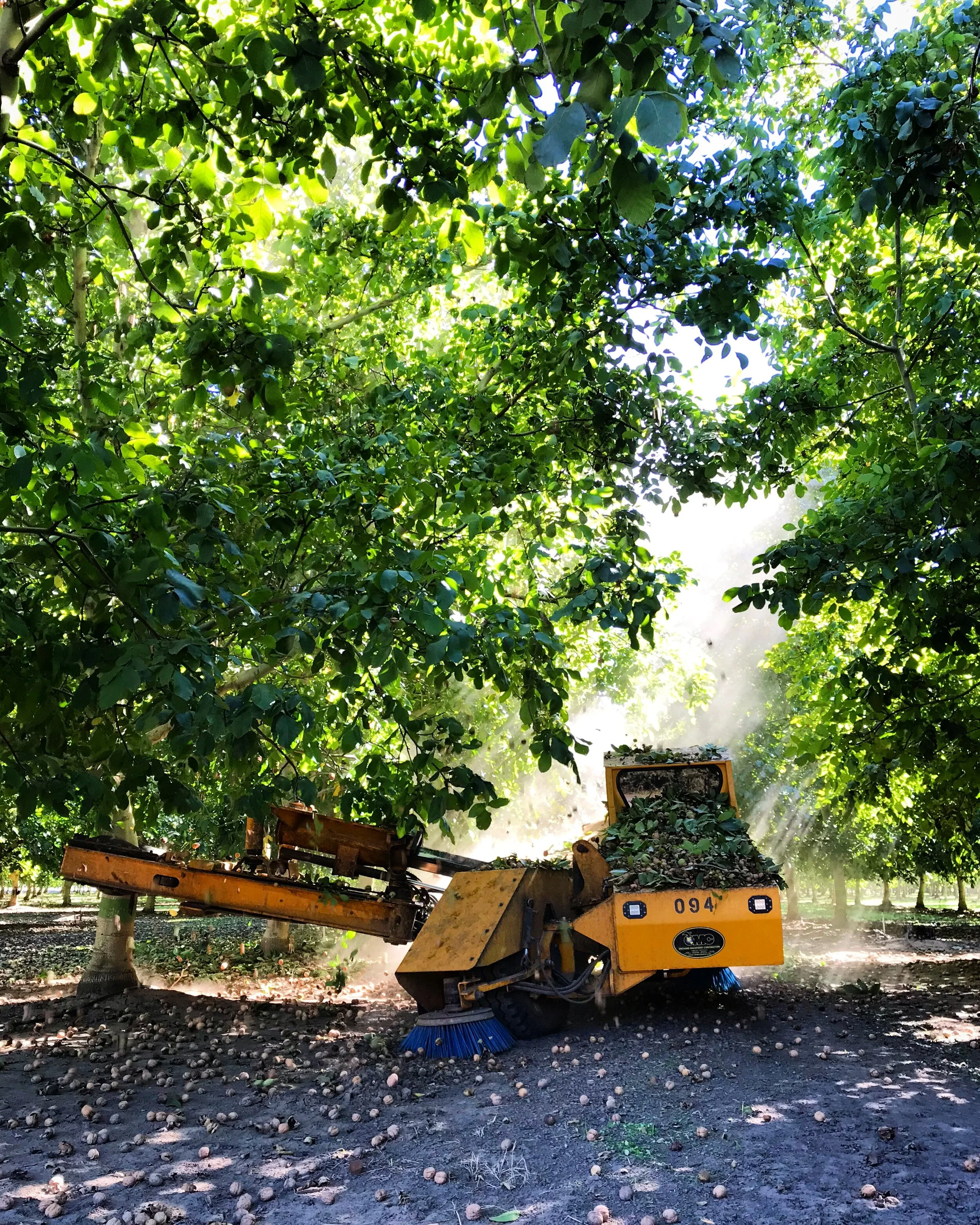 Please Take this Walnut Rootstock Survey