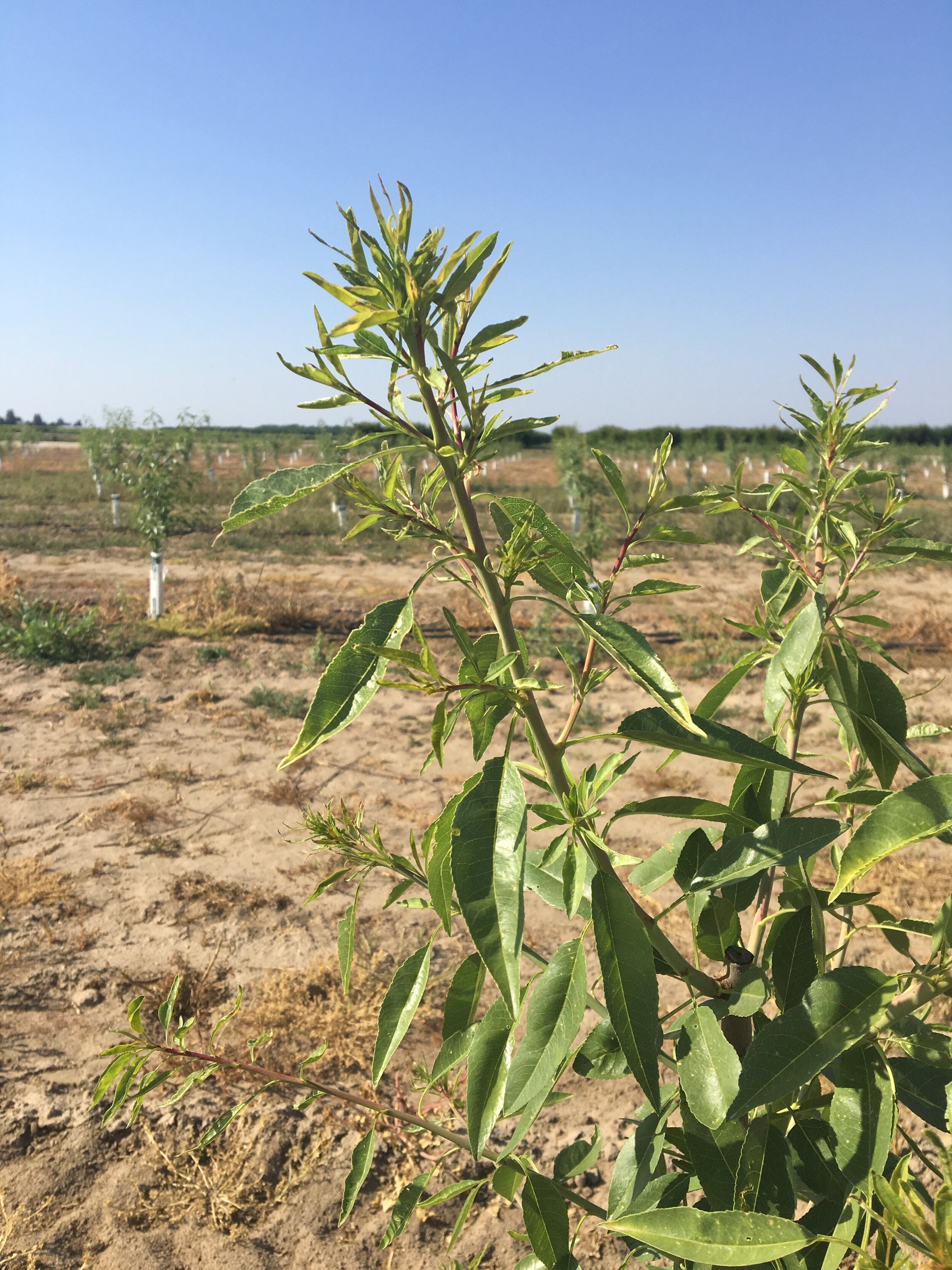 Glyphosate damage almond (1).JPG