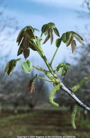 How does walnut bud break and shoot elongation differ from pistachio and almond?