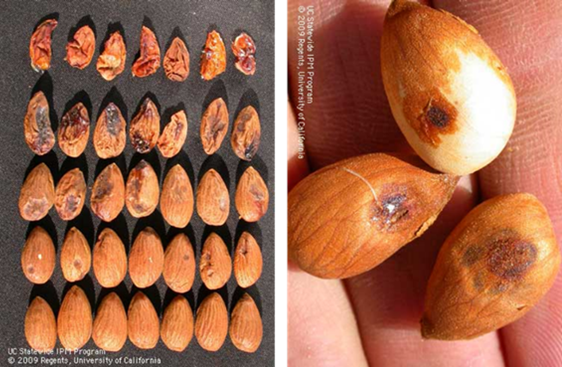 Id Monitoring And Management Of Plant Bug And Stink Bugs In Almond Orchards Sjv Trees And Vines