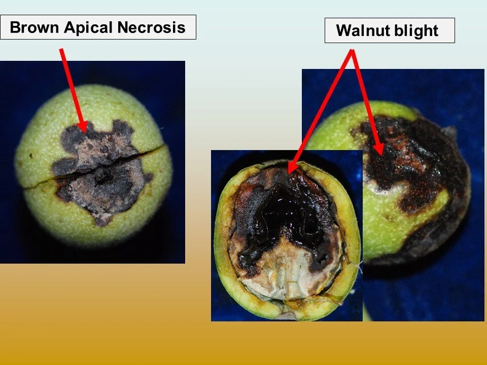Managing Walnut Mold — SJV Trees and Vines