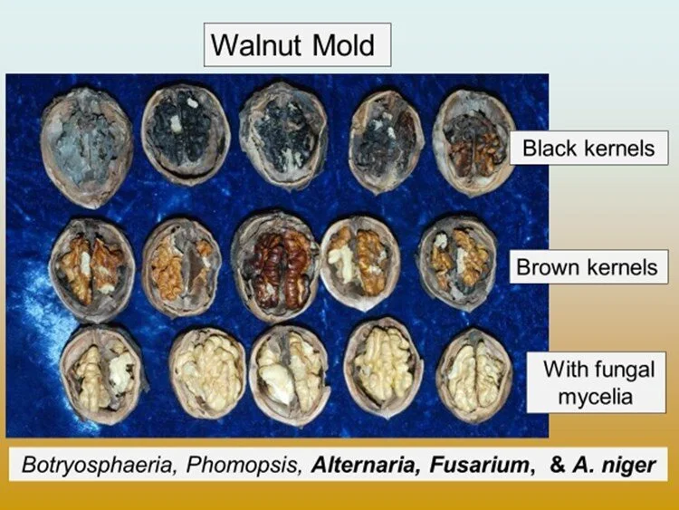 Managing Walnut Mold — SJV Trees and Vines