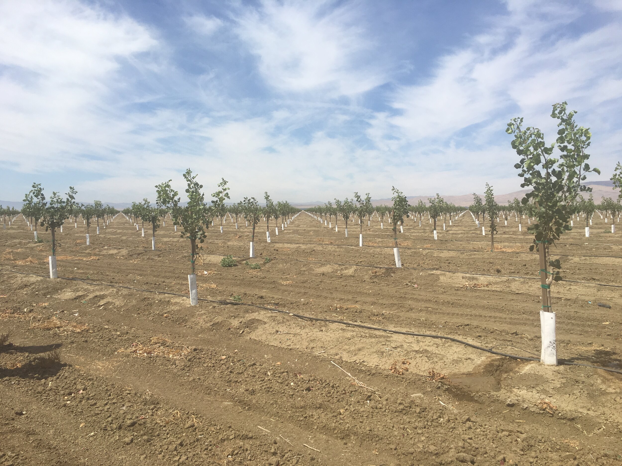 Statewide Pistachio Day January 12 and 13, 2021