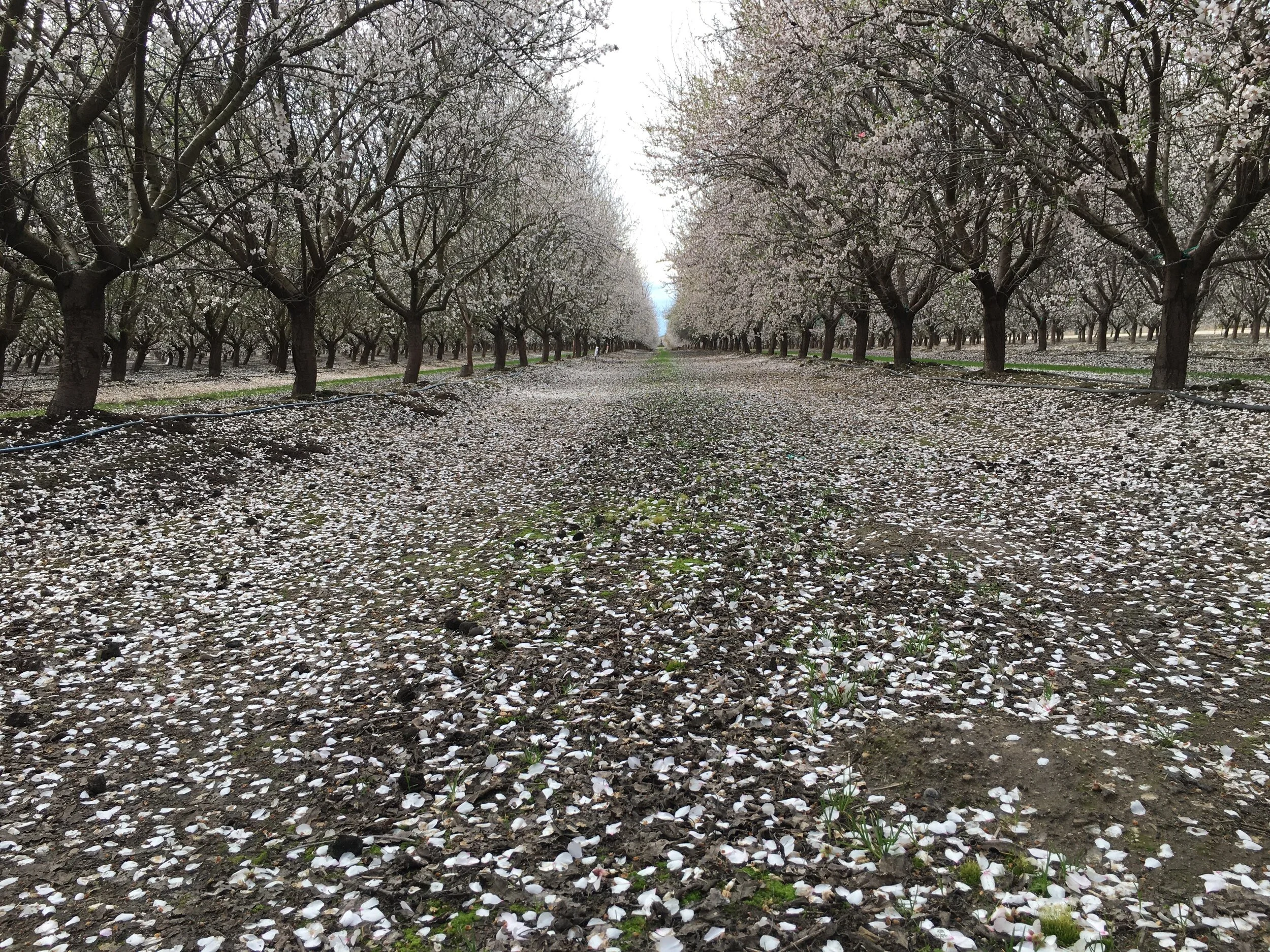 San Joaquin Valley Almond Day is January 14, 2021