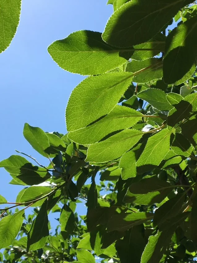 Statewide Prune Day is February 24 