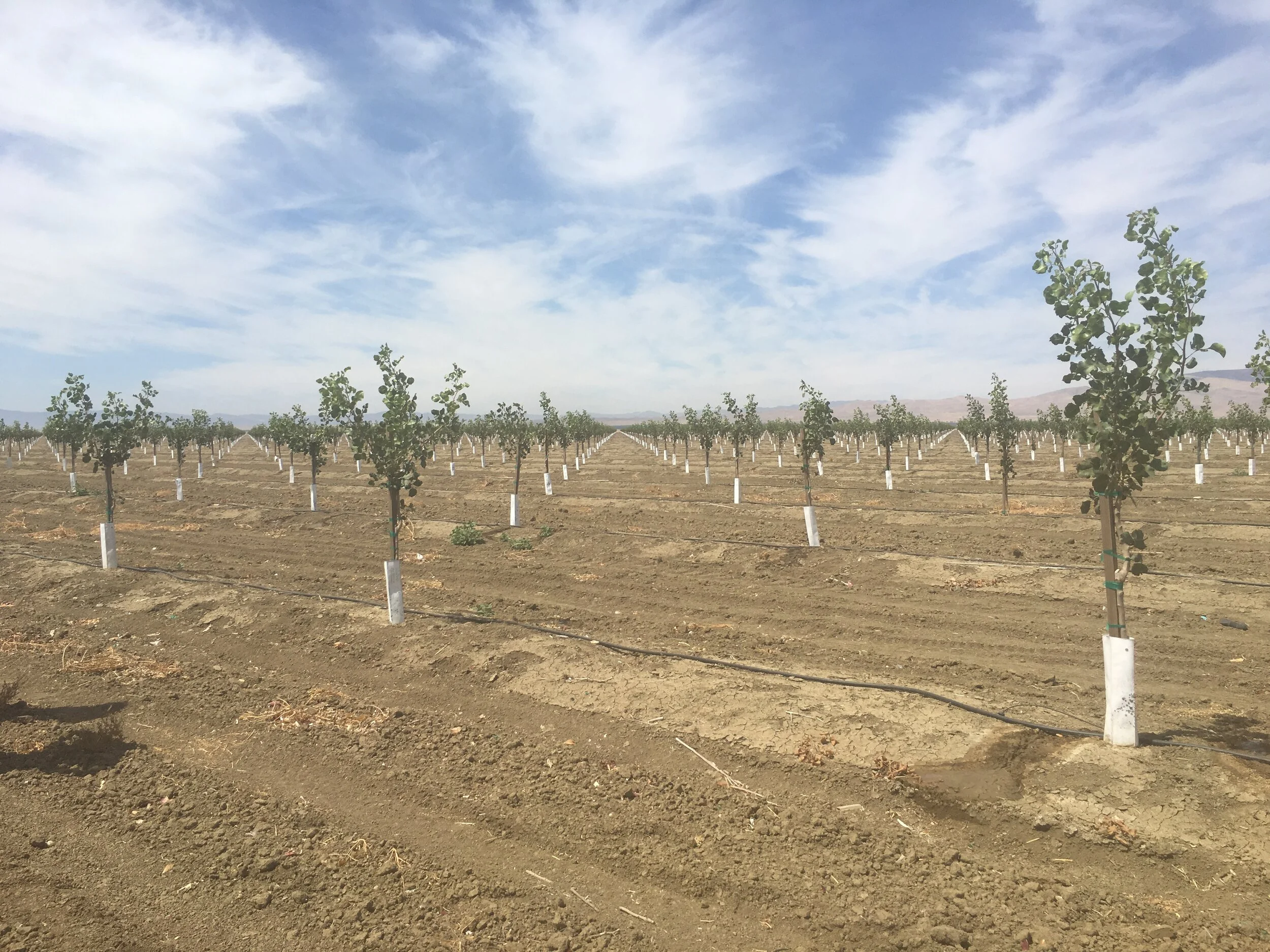 Updated Pistachio Cost Study Now Available