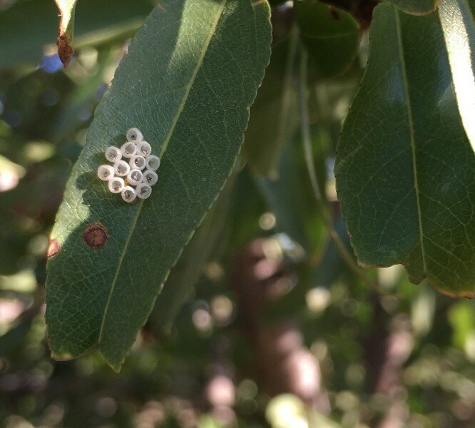 stink bug eggs.jpg