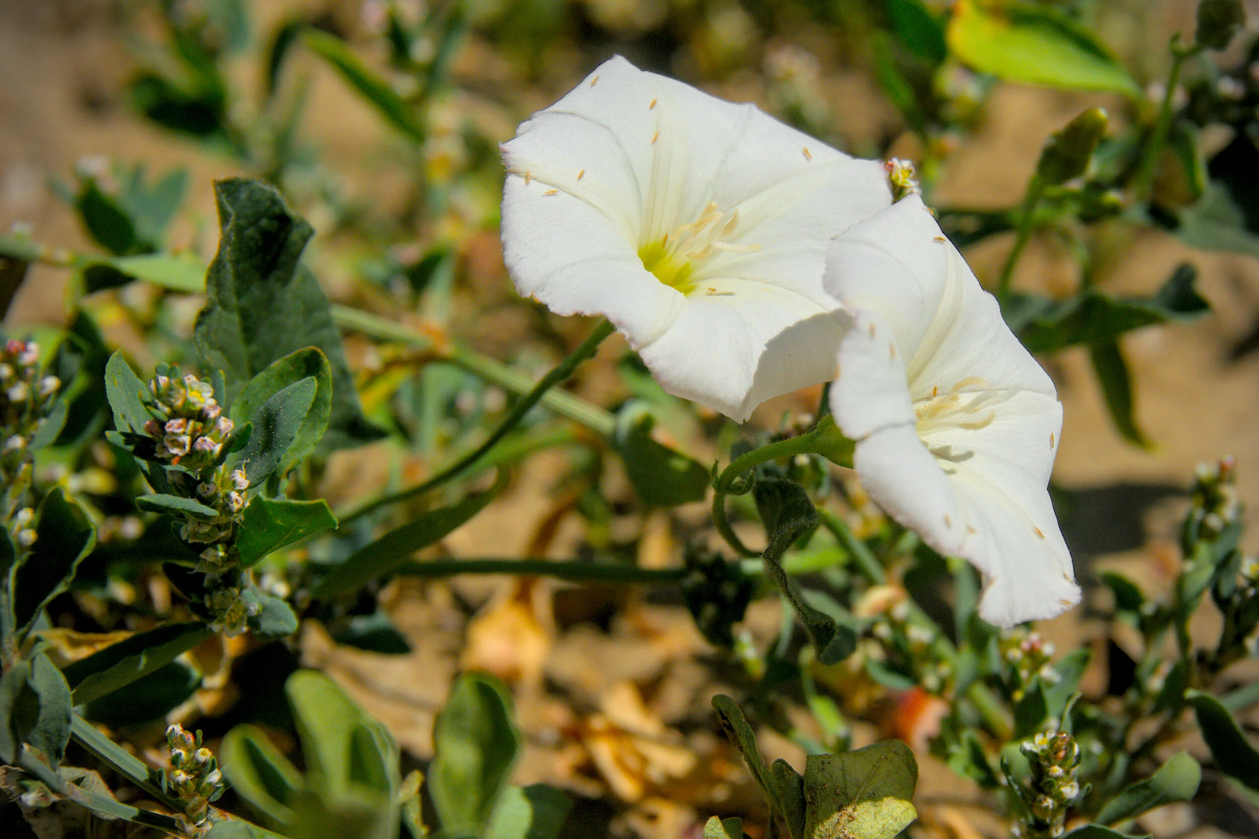 Volunteers Needed for  Research Study on Glyphosate and Herbicide Selection 