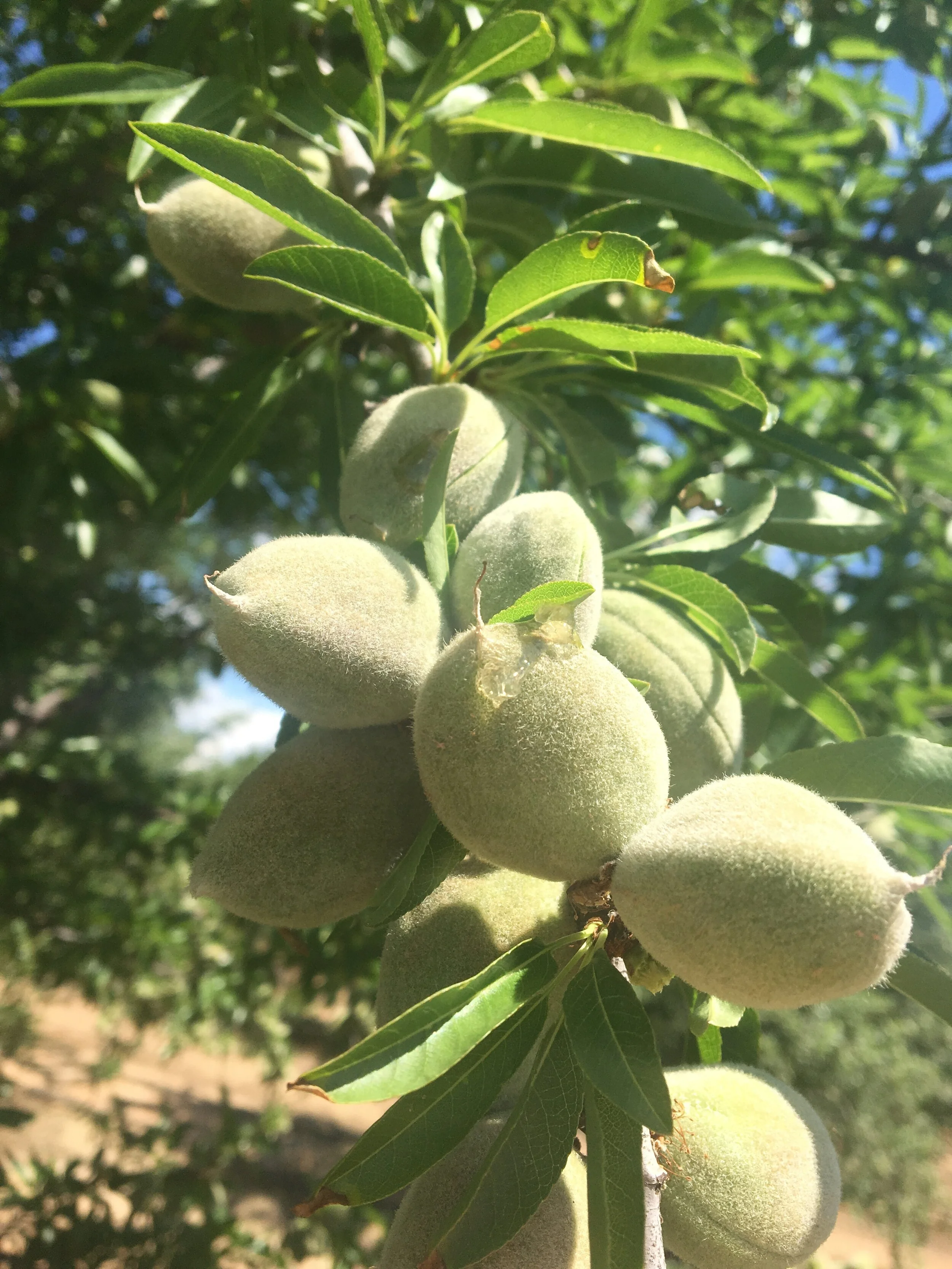 The many possible causes of gummy nuts