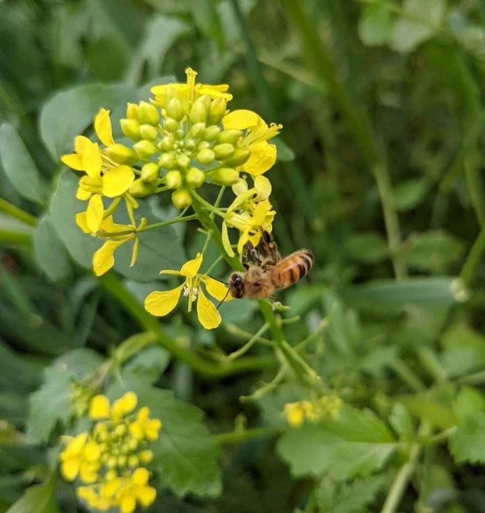 UCCE/CDFA cover crop survey