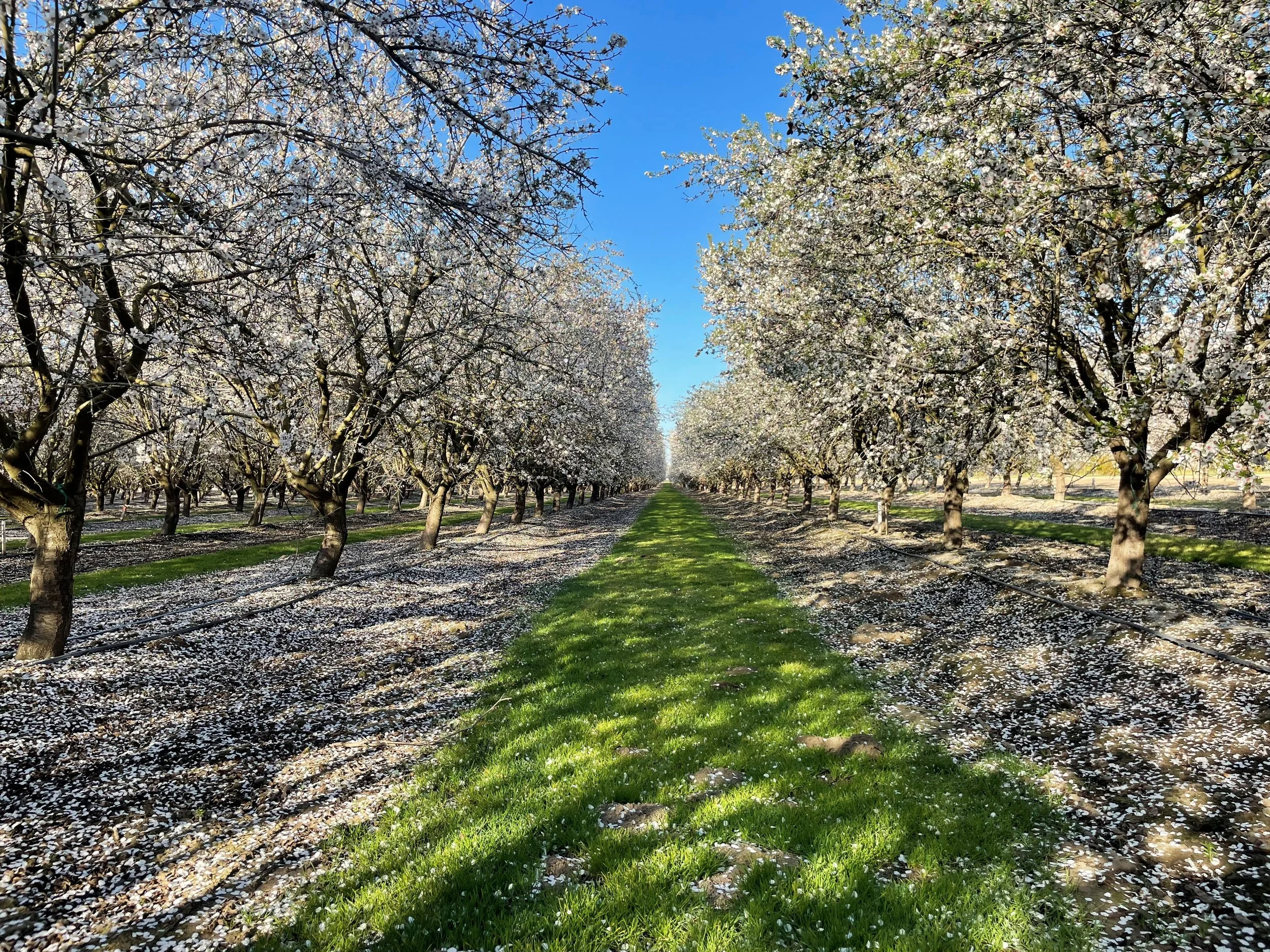 Madera County Regional Almond Variety Trial Field Day