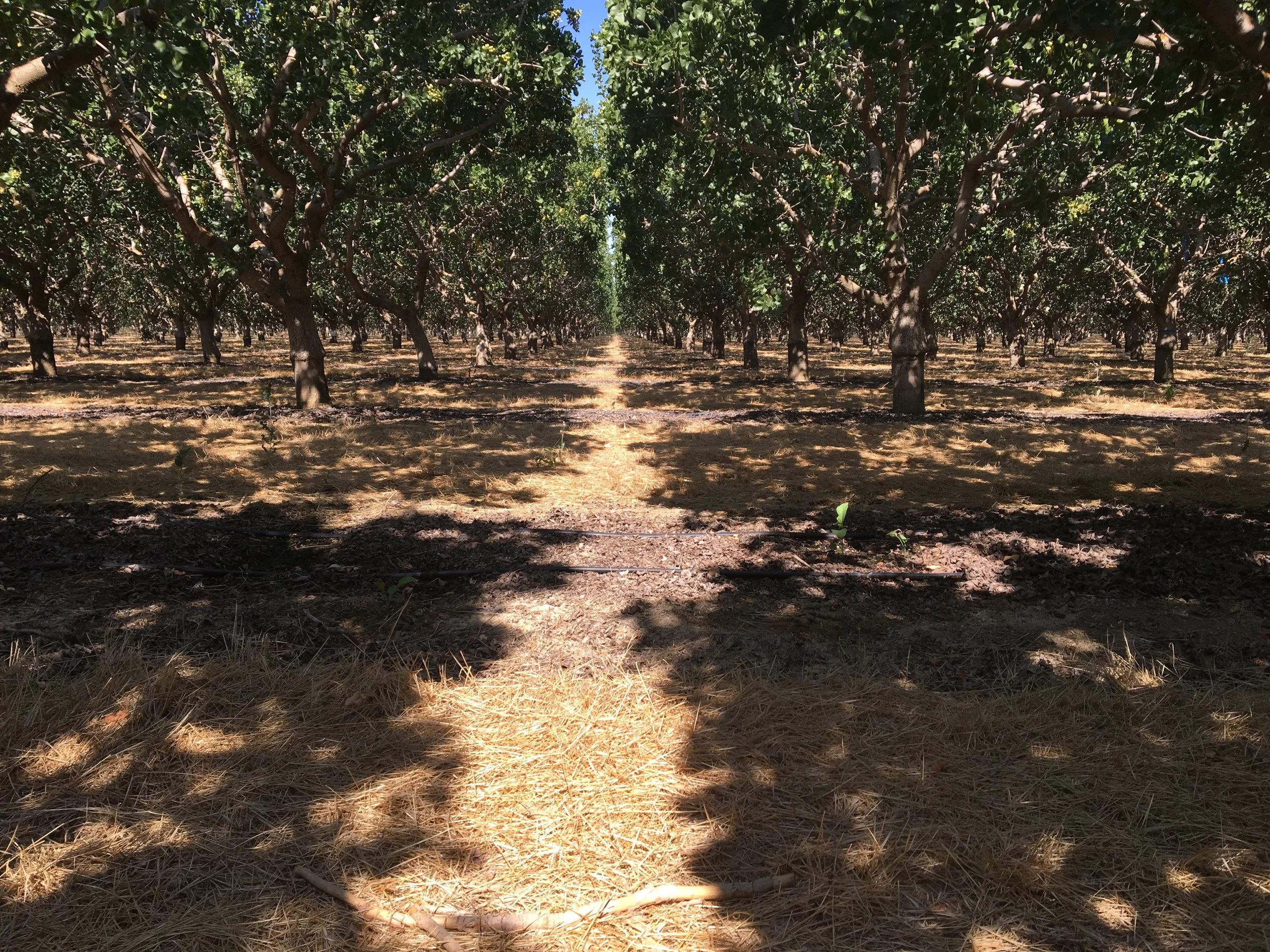 Potential for Mechanically Pruning Deciduous Fruit Crops