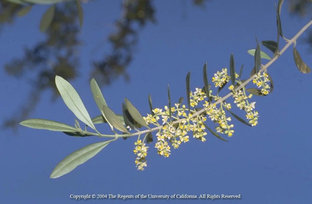  Olive Oil Irrigation Field Day