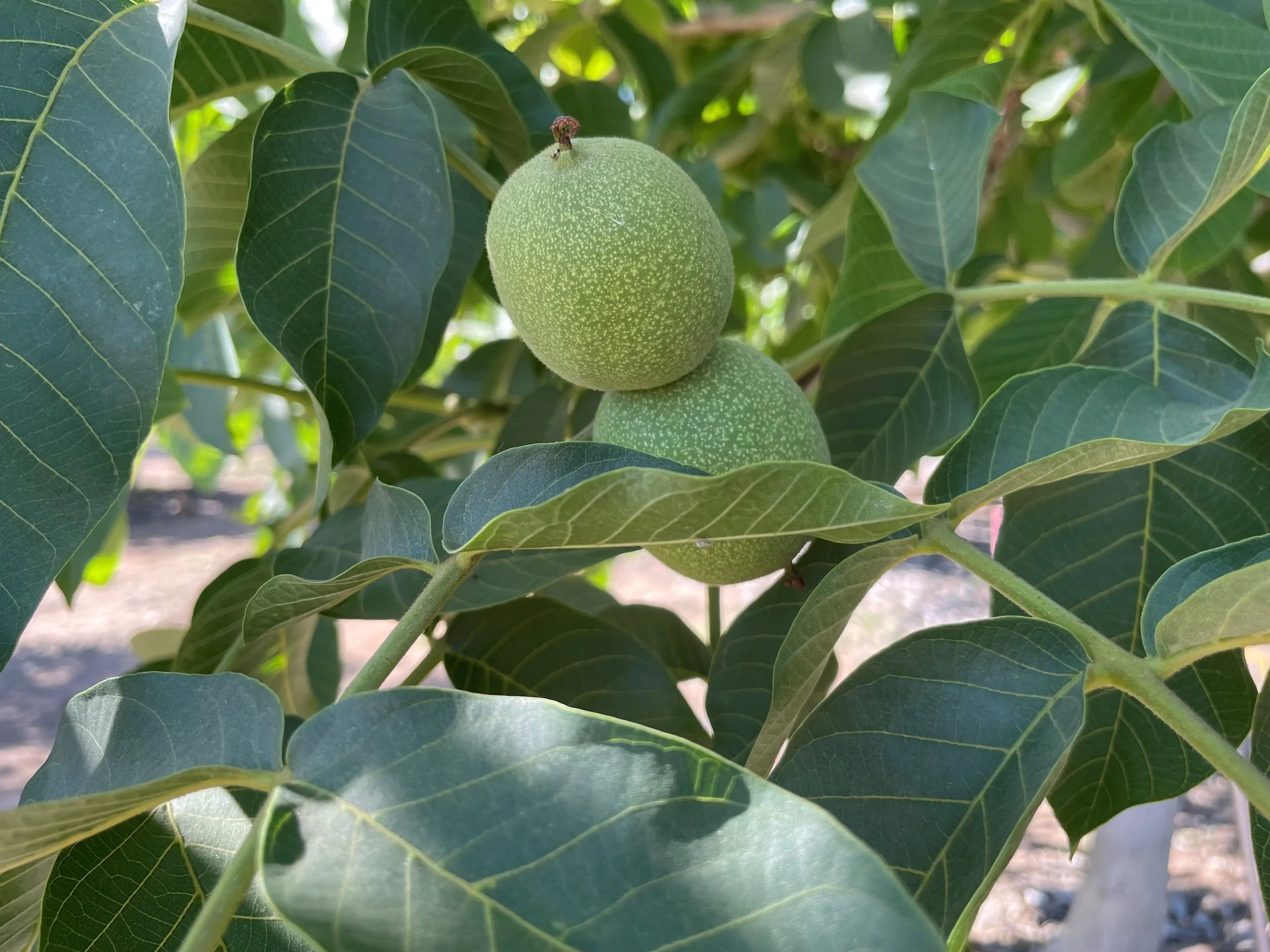 Tri County Walnut Day is February 2